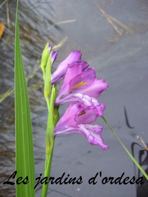 Dierama pulcherinum
Cane à peche des anges